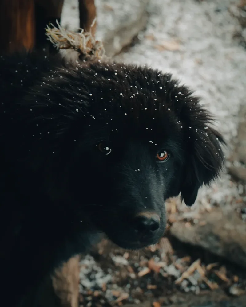 A black, long-haired pup with snowflakes on its head and fur looks at the camera, Panch Pokhari