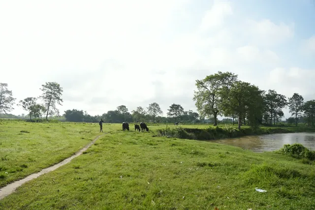 Dark cattle graze on a green riverside meadow at British Camp, with a brown river and tall trees beyond