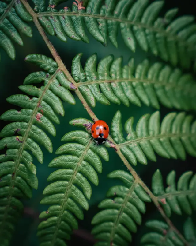 A red ladybug with black spots on a green fern frond, close up, on a hike in Nepal