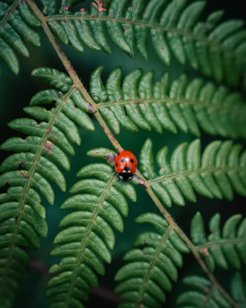 A red ladybug with black spots on a green fern frond, close up, on a hike in Nepal
