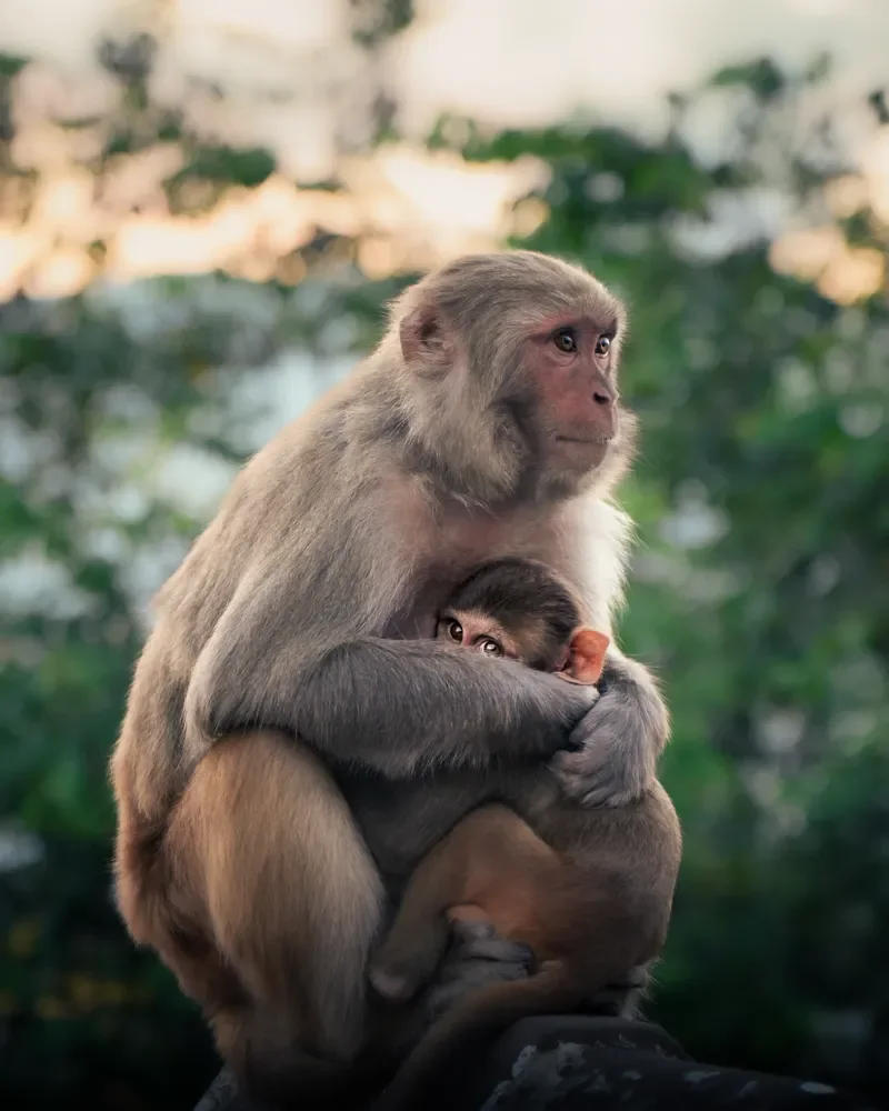 A mother macaque holding her baby close on a stone perch, with green trees behind, at Swayambhunath