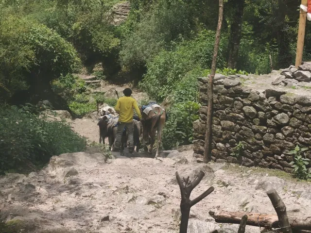 A man in a yellow top leads pack animals along a rocky stone trail beside a dry stone wall, Langtang