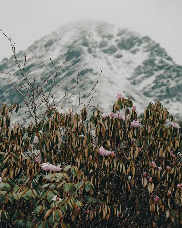 Pink rhododendron flowers on a leafy shrub, with a snow-dusted peak in mist behind, at Panch Pokhari