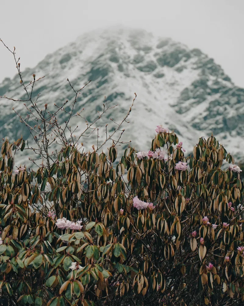 Pink rhododendron flowers on a leafy shrub, with a snow-dusted peak in mist behind, at Panch Pokhari