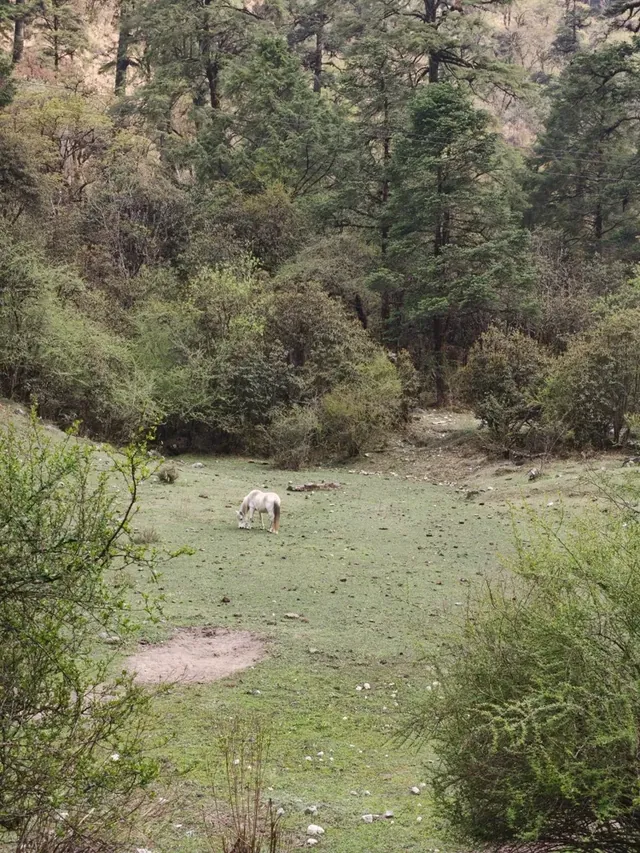 A white horse grazing alone in a green forest clearing ringed by shrubs and conifers, Langtang